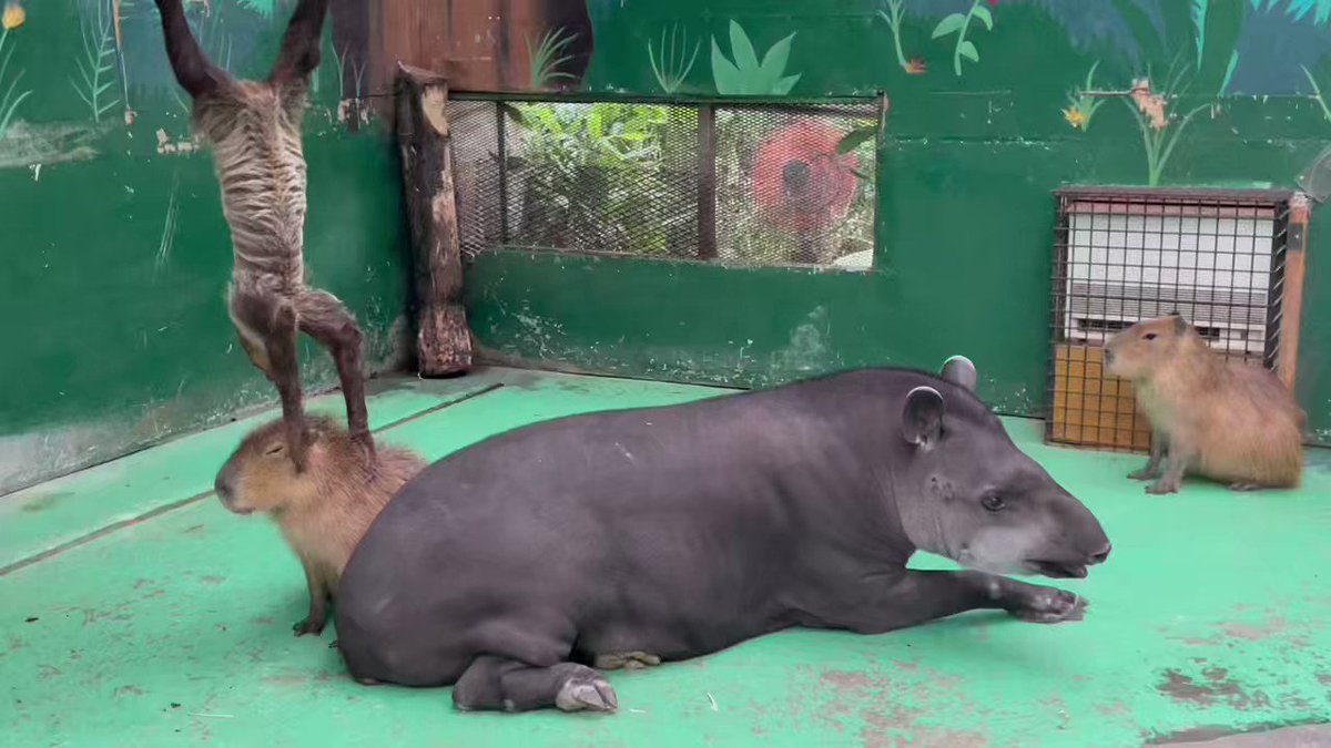 カピバラ様ご確認ページ カピバラ、頭にみかん🍊 : r/Eyebleach