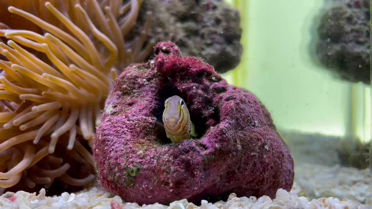 かわいい海の生き物♡べす すみっコぐらし」海の生き物になりきったすみっコたちがかわいい