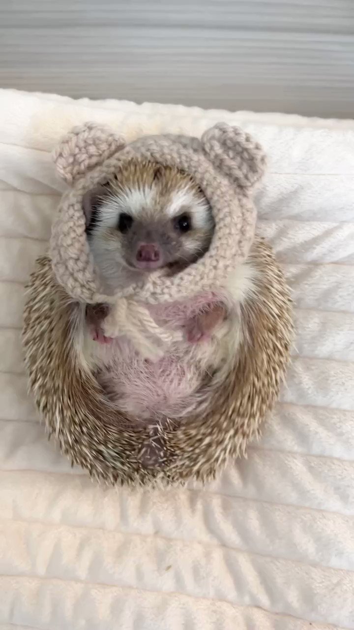 Hedgehog Loverz on Twitter: quot Cute little hedgehog The most cute Hedgehog Loverz on Twitter: quot Cute little hedgehog The most cute