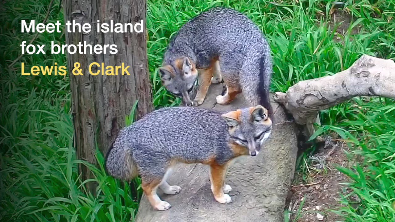Zoolife The World s Online Zoo On Twitter Have You Met The Island