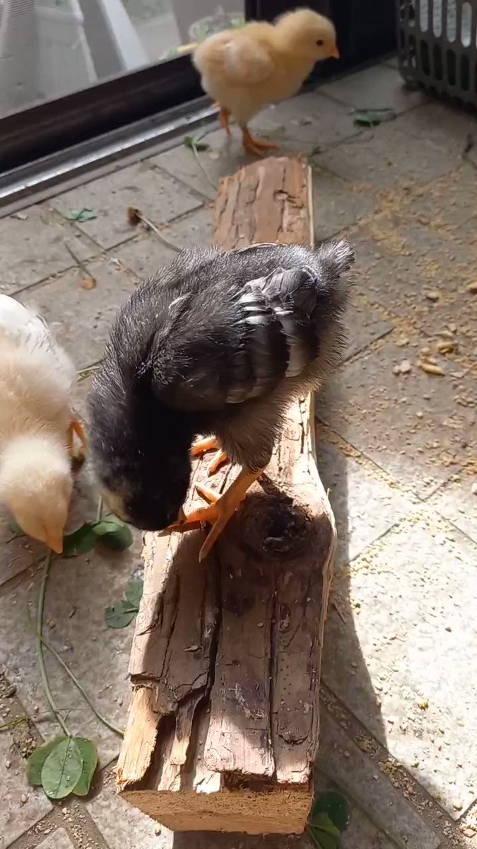 可愛いひよこちゃん♡たまご 楽天市場】ぜんまいシリーズ かわいいひよこちゃん 12個入りBOX