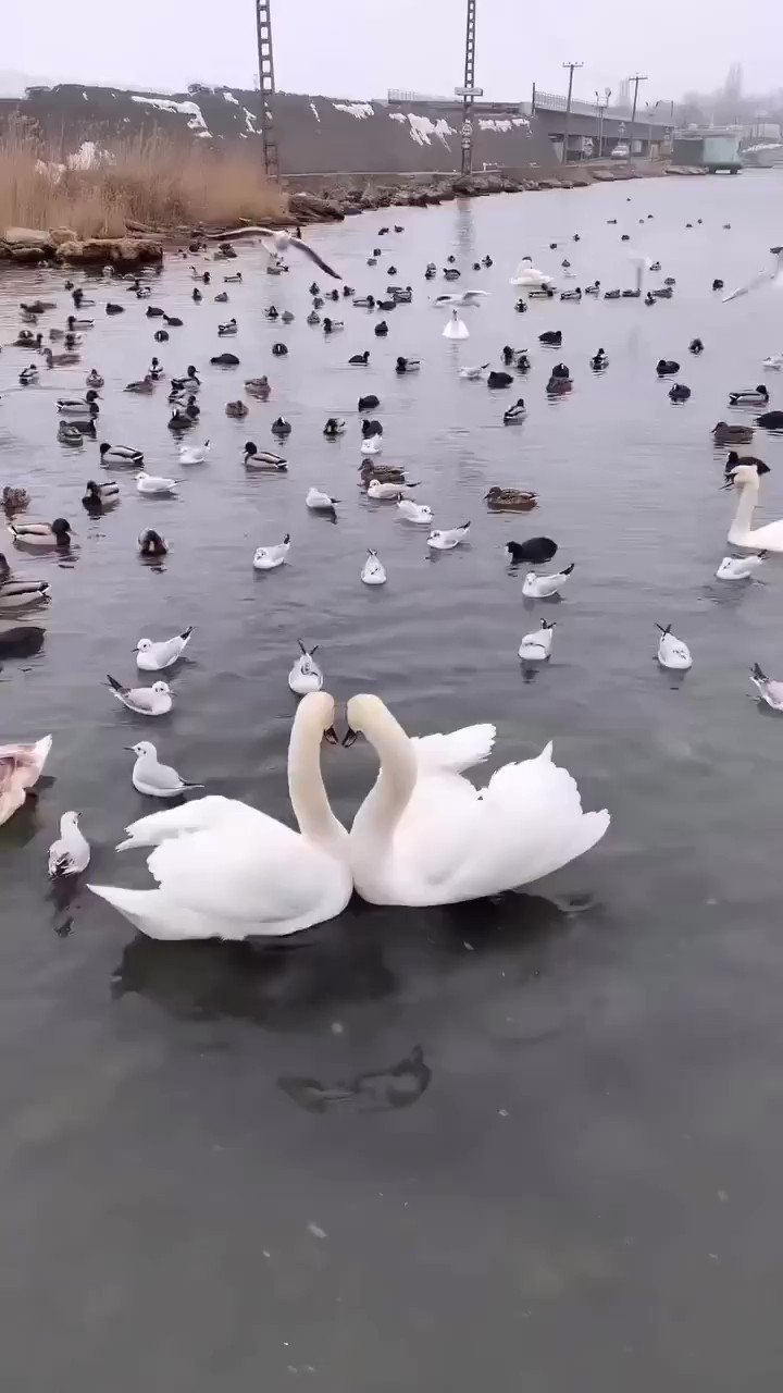 Nature Is Amazing ôÿÿ å On Twitter å Https T Co Ueveblerhk Twitter Nature Is Amazing ôÿÿ å On Twitter å Https T Co Ueveblerhk Twitter