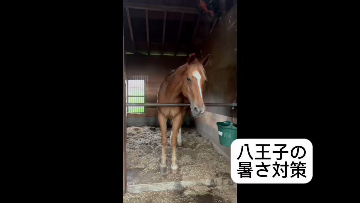 評判良い 八王子乗馬倶楽部の乗鞍券13回分 チケット | dpvworld.com