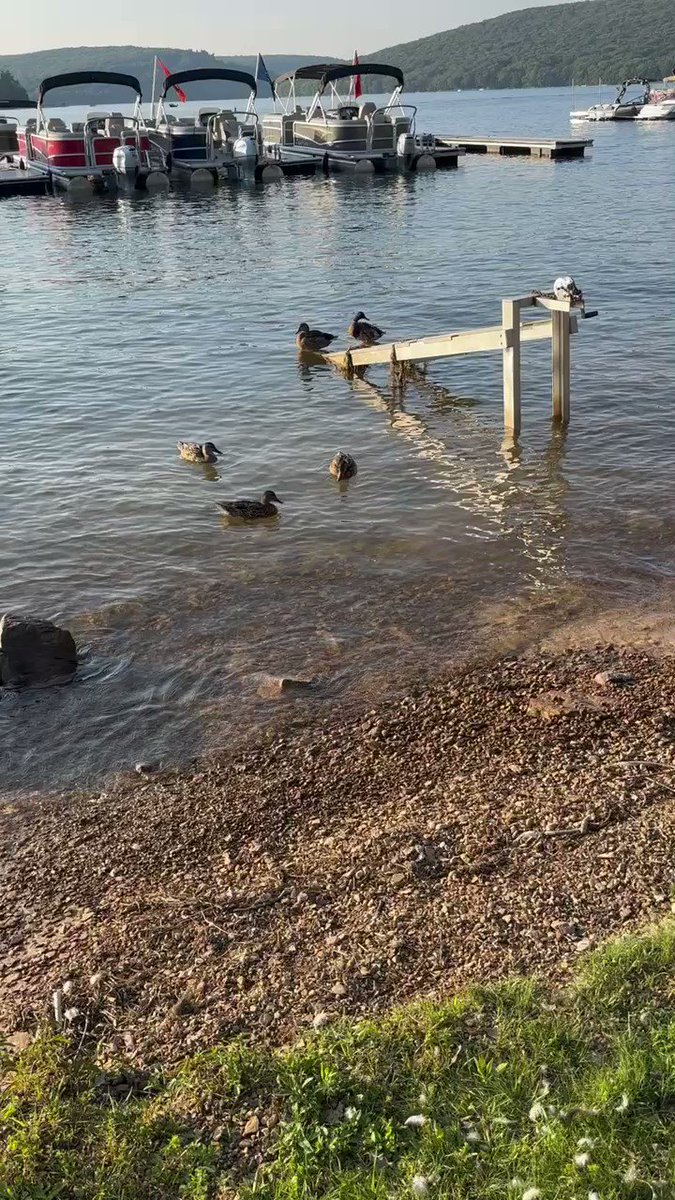 Bob Pompeani on Twitter "Lake night 🦆🦆🦆"