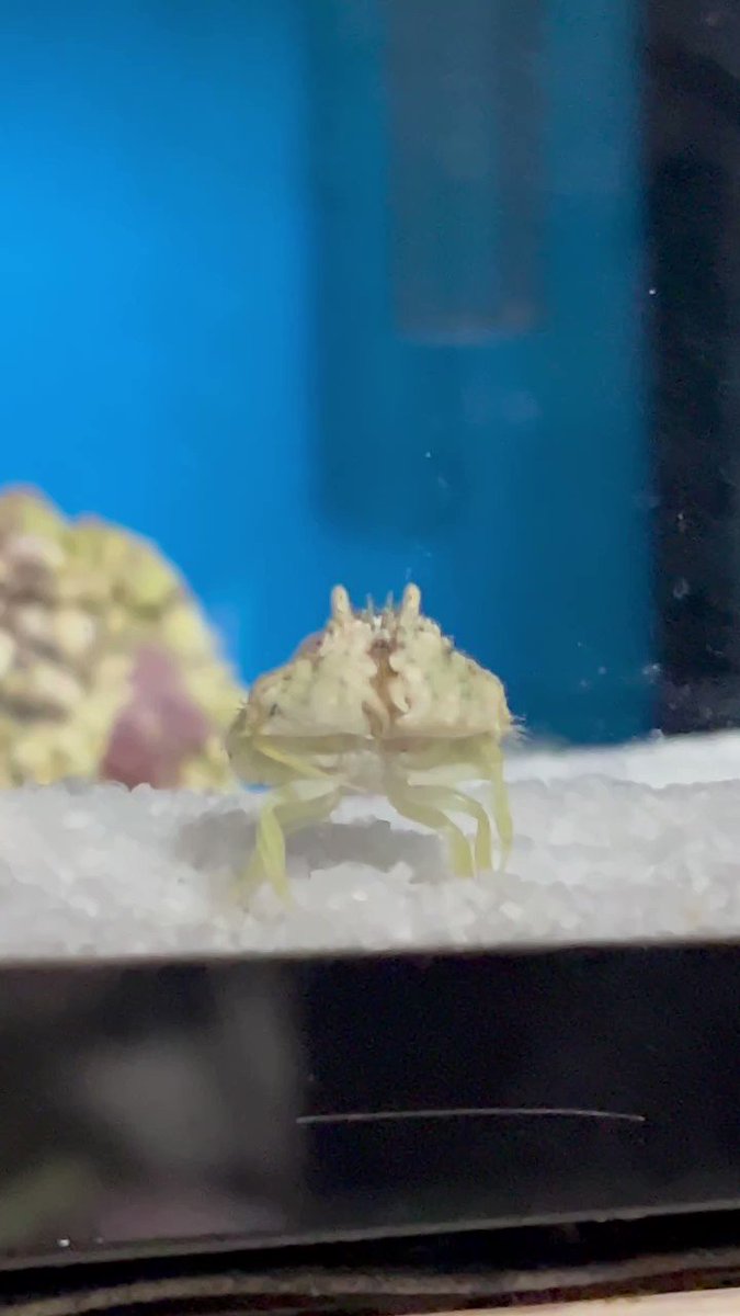 小町(ゾンベアー感染者No.87) (@mizukomachi) / Posts / X