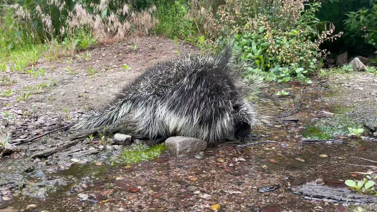 AZ Game & Fish Dept on Twitter "Prickly Situation A relatively rare