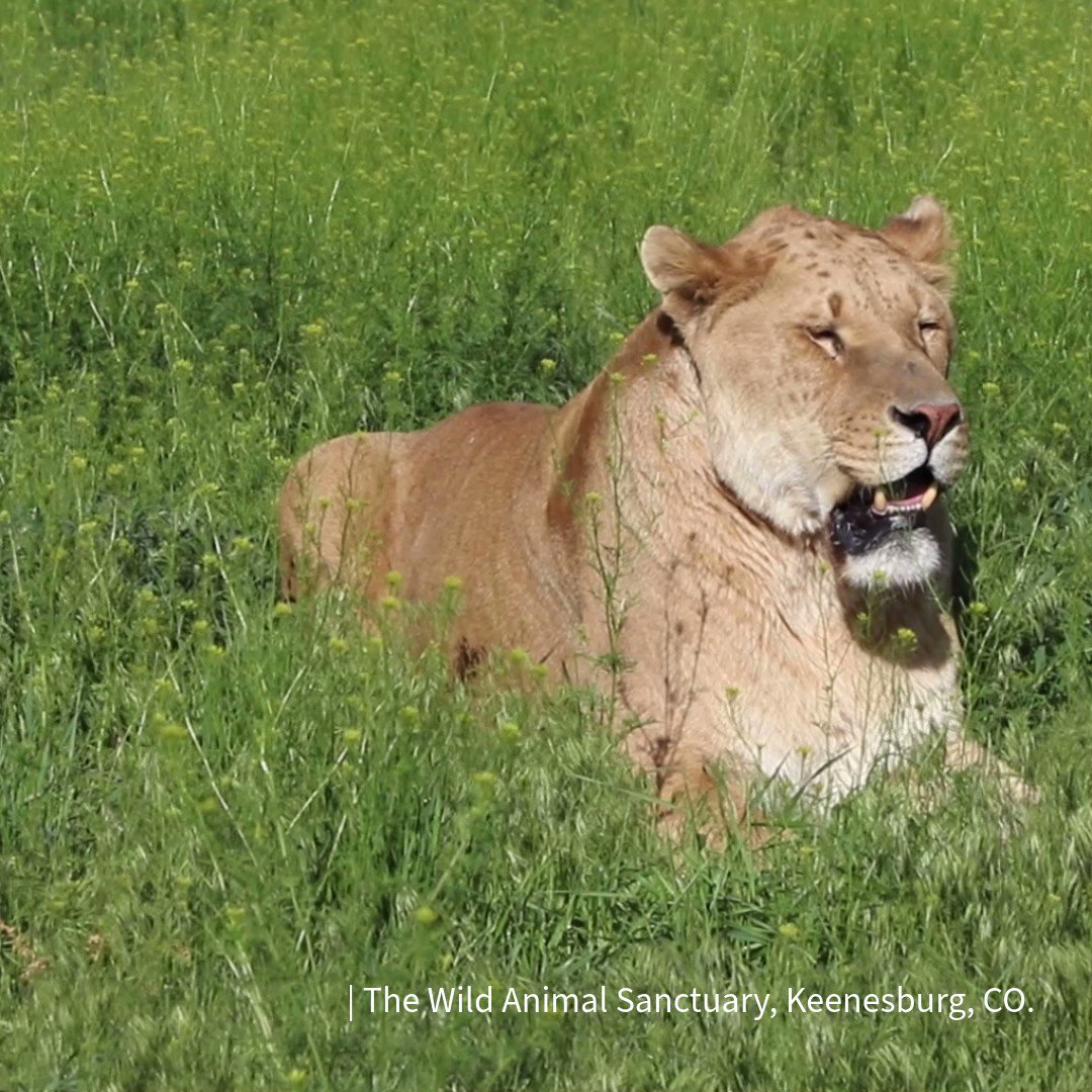 The Wild Animal Sanctuary, Keenesburg, CO