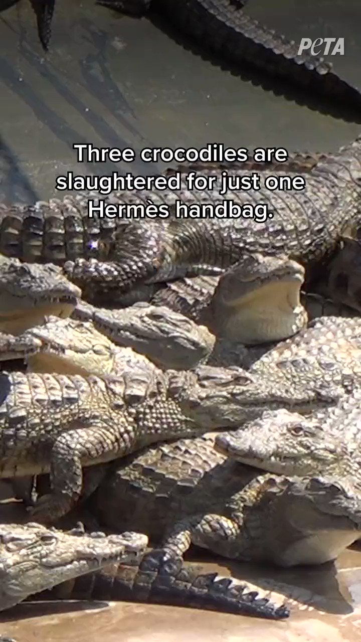 Shalin Gala on X: 3 crocodiles are killed for 1 Hermès handbag