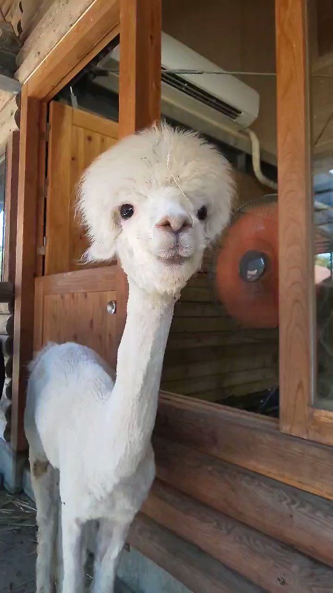 齧齒類ページ ❤️ 市川市動植物園 - البحث / X