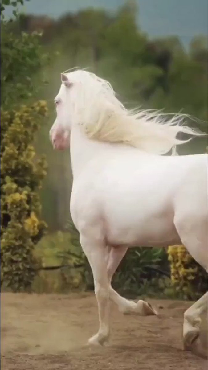 Xotin erining pornosini sikadi