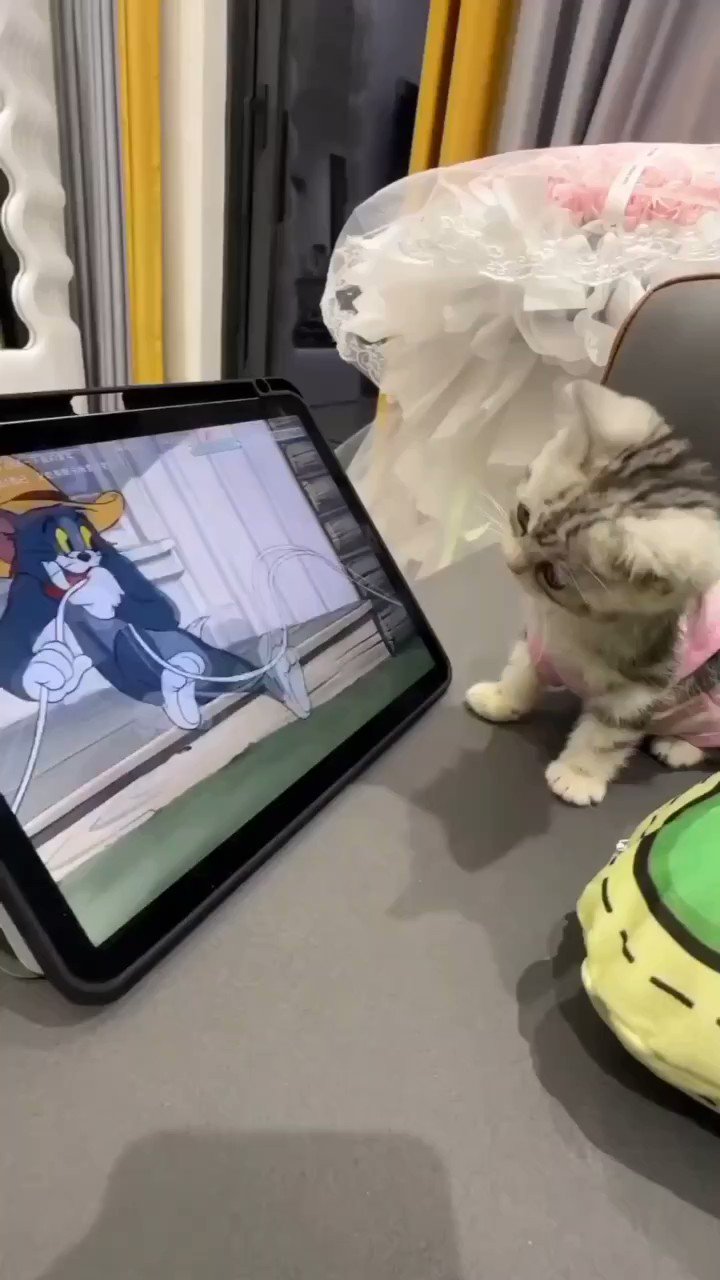 Cat watching deals tom and jerry