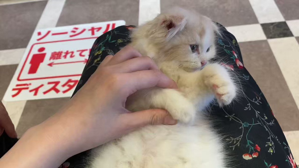 @wannyan_jp's video Tweet @wannyan_jp's video Tweet