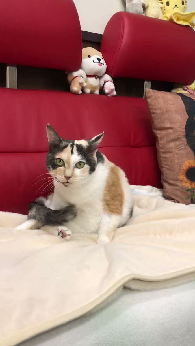 みけちゃん みけねこちゃん - Search / X