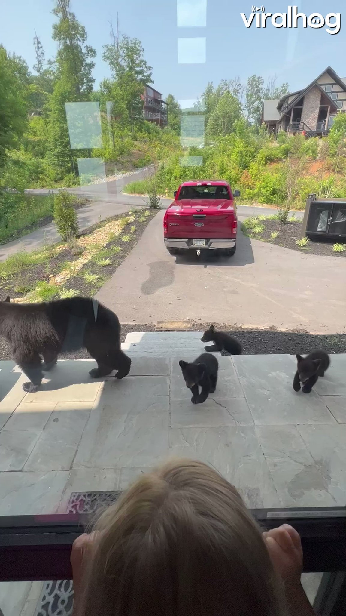 CCTV_IDIOTS on Twitter "Wee 🐻 is like! “U want a piece of me ?” 😂https