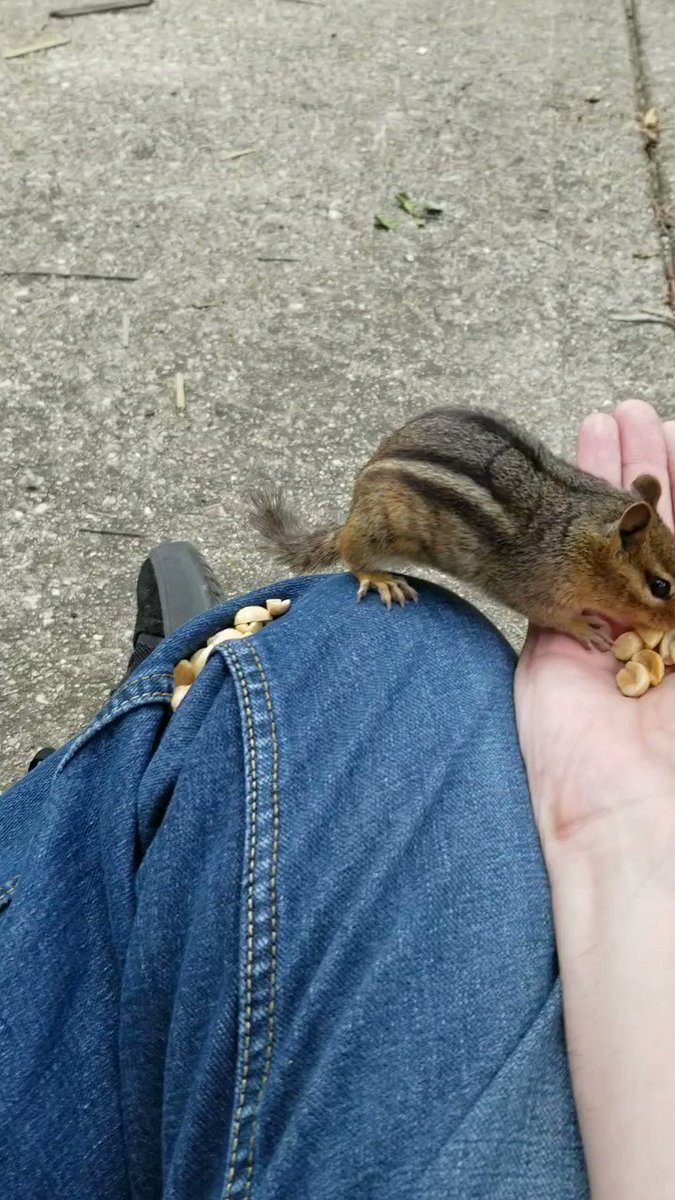 Meet my friend Scratch. Sniff will show up at some point. Chipmunks have so much personality. https://t.co/1ItRf4arzy