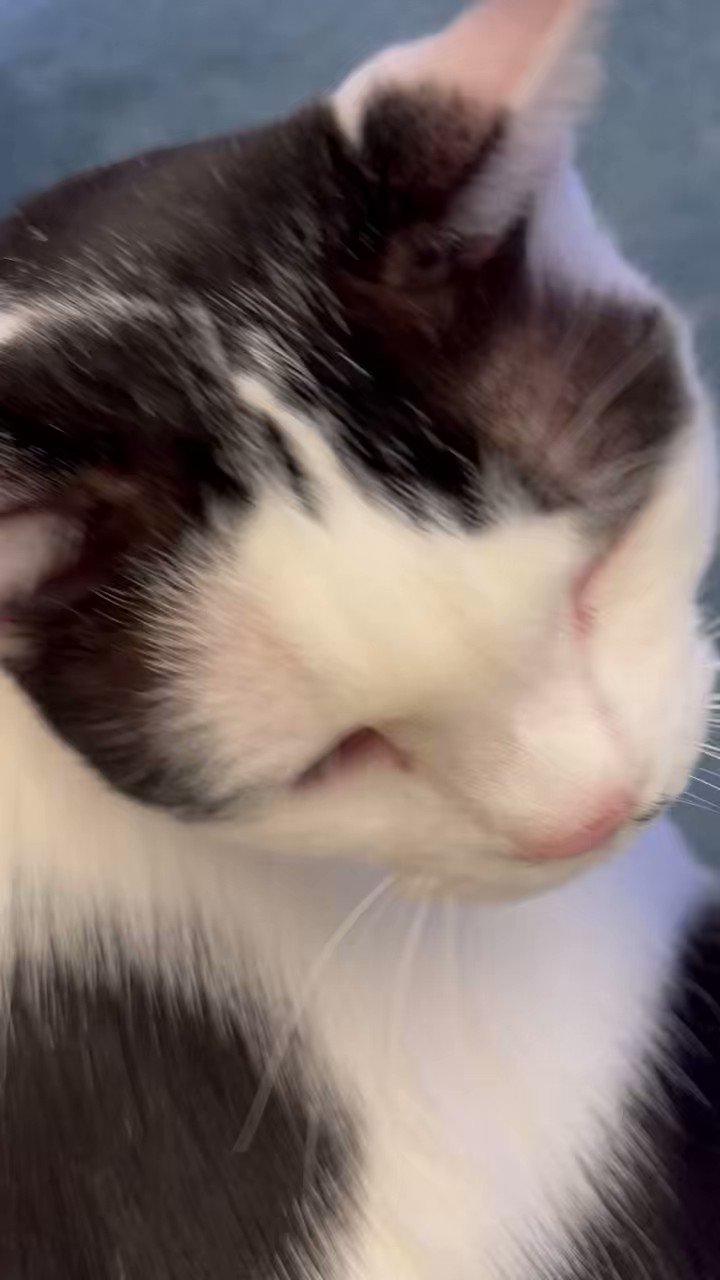 猫3号 - البحث / X