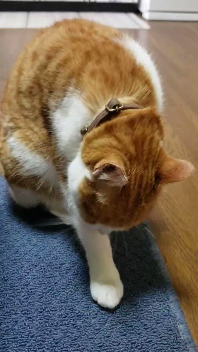マッチョなハチワレ、ジットリ茶白、オモシロ過ぎる黒猫の毎日