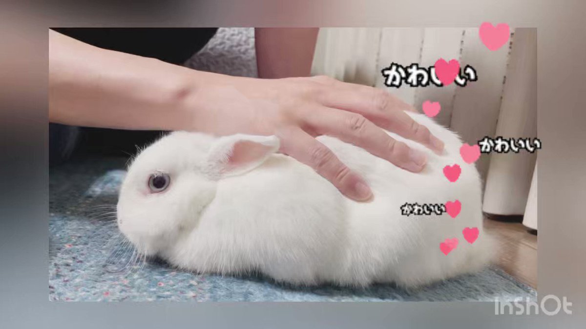 おまとめえな ₍ᐢ. ̫ .⑅ᐢ₎様 アレン様スクショを使って自己紹介 - Search / X