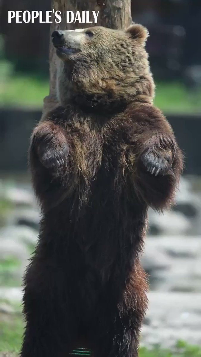 RT @PDChina: Nothing to see here, just a bear being funny and enjoying a back-scratch! https://t.co/4sMtBAdGfd