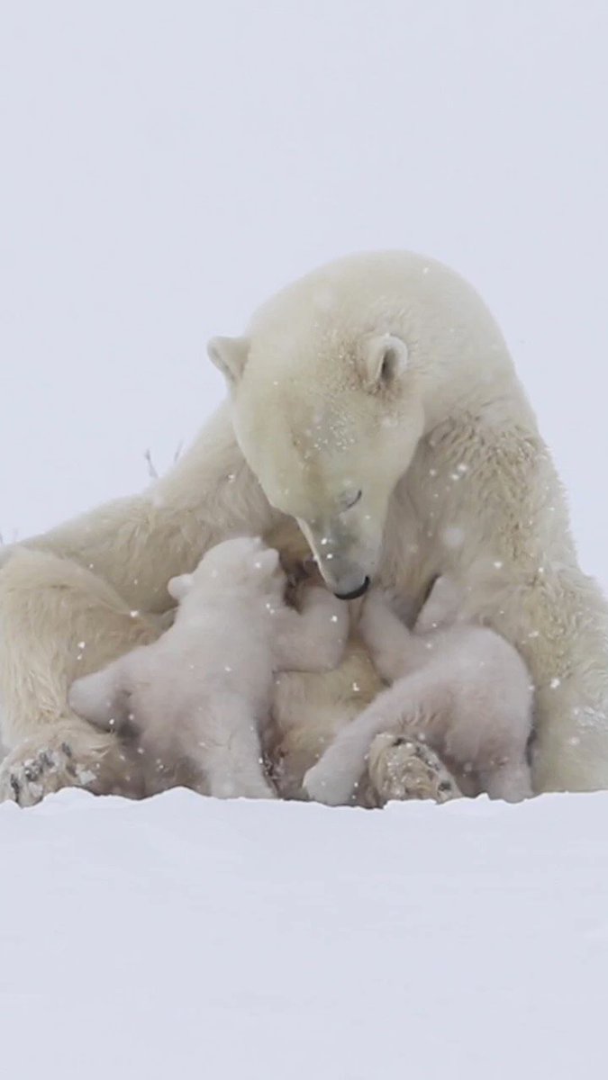 RT @Wow__Animals: Amazing Polar Bear Nurses Cubs! https://t.co/2CL1S2kP73