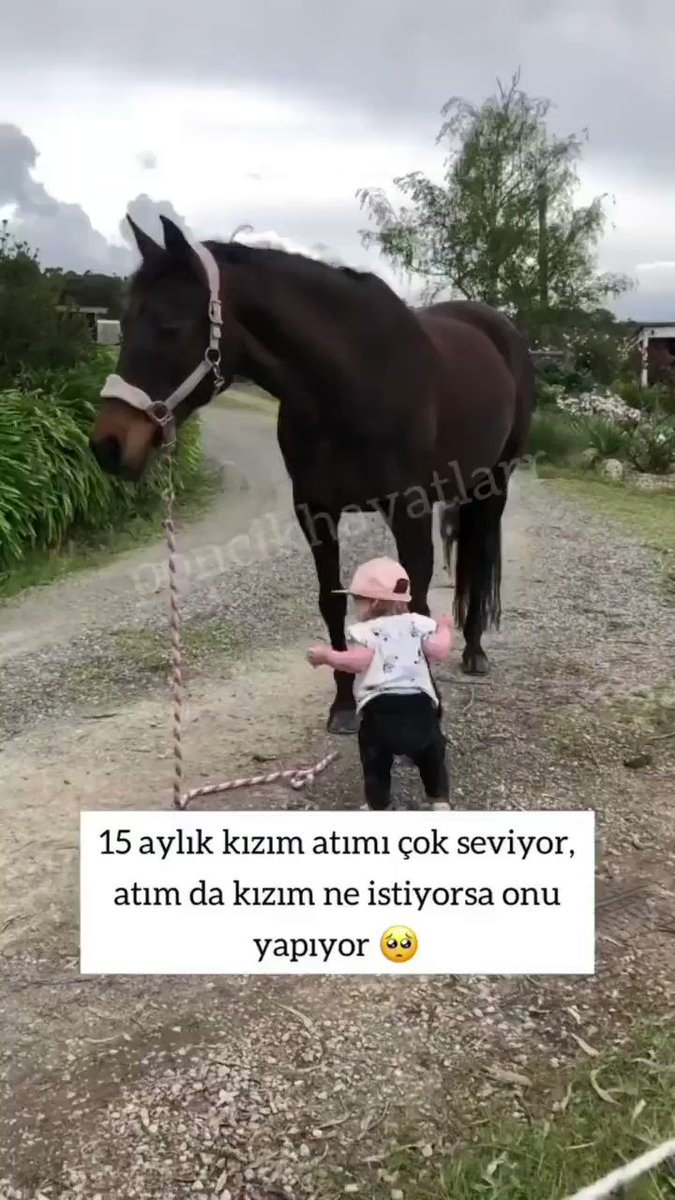RT @Enezator: cute baby and clever horse are amazing https://t.co/Frg5xBkxvl
