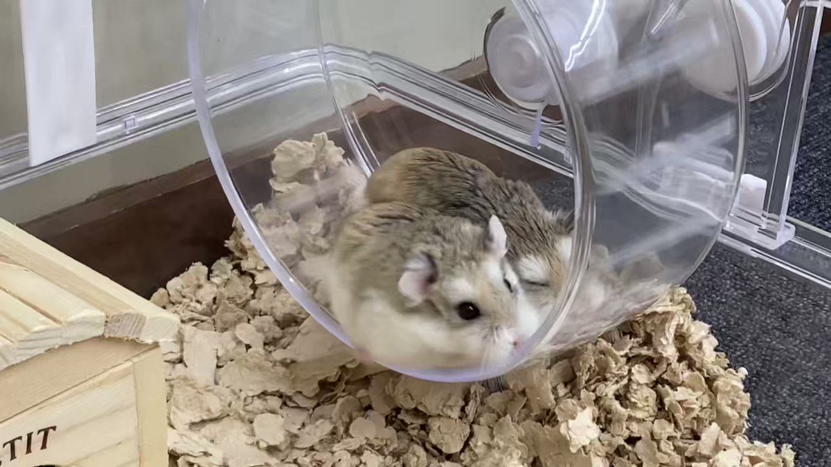 @mamedaifukuohg's video Tweet