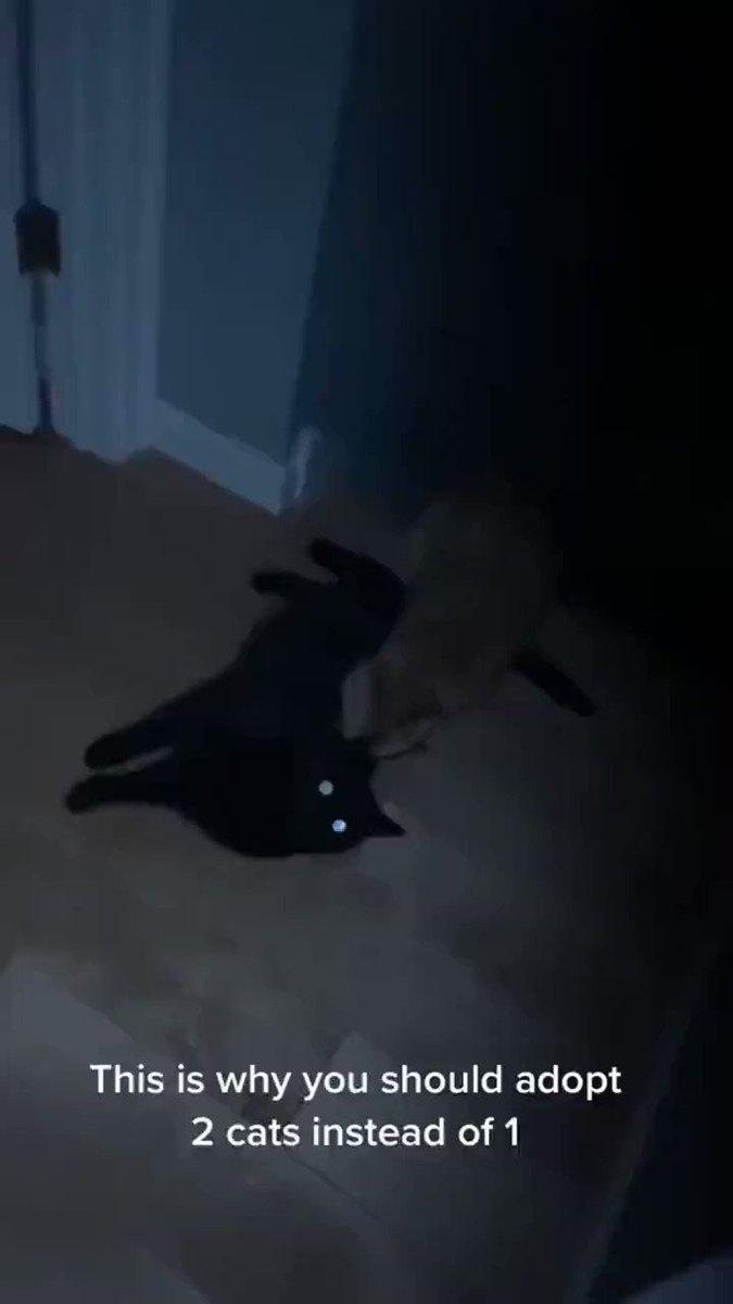 RT @catswithaura: Do orange cats act different than other cats?? https://t.co/cXyWTe69b1