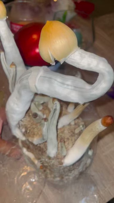 Ecuador 🍄 #nsanejane https://t.co/hJiUbQz4PM<a href="/tag/nsanejane"class="tags">#nsanejane</a>