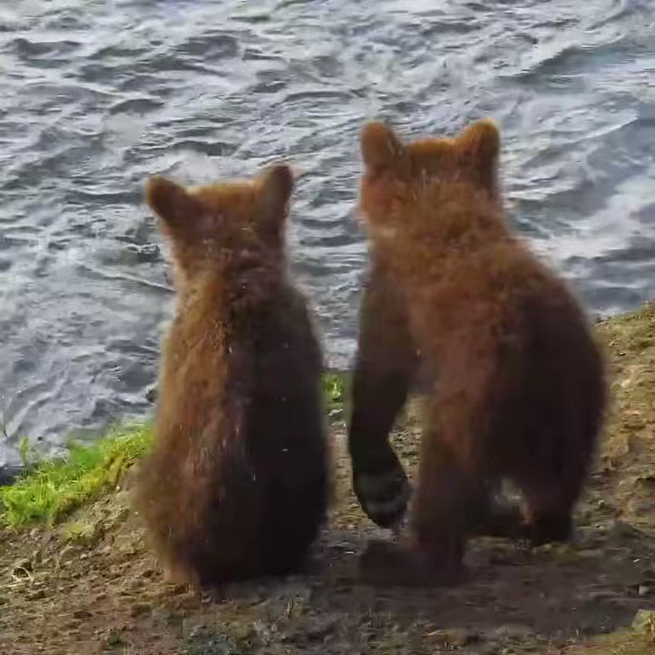 RT @exploreorg: Teneder, Love and Cubs. https://t.co/kYszPclZAs