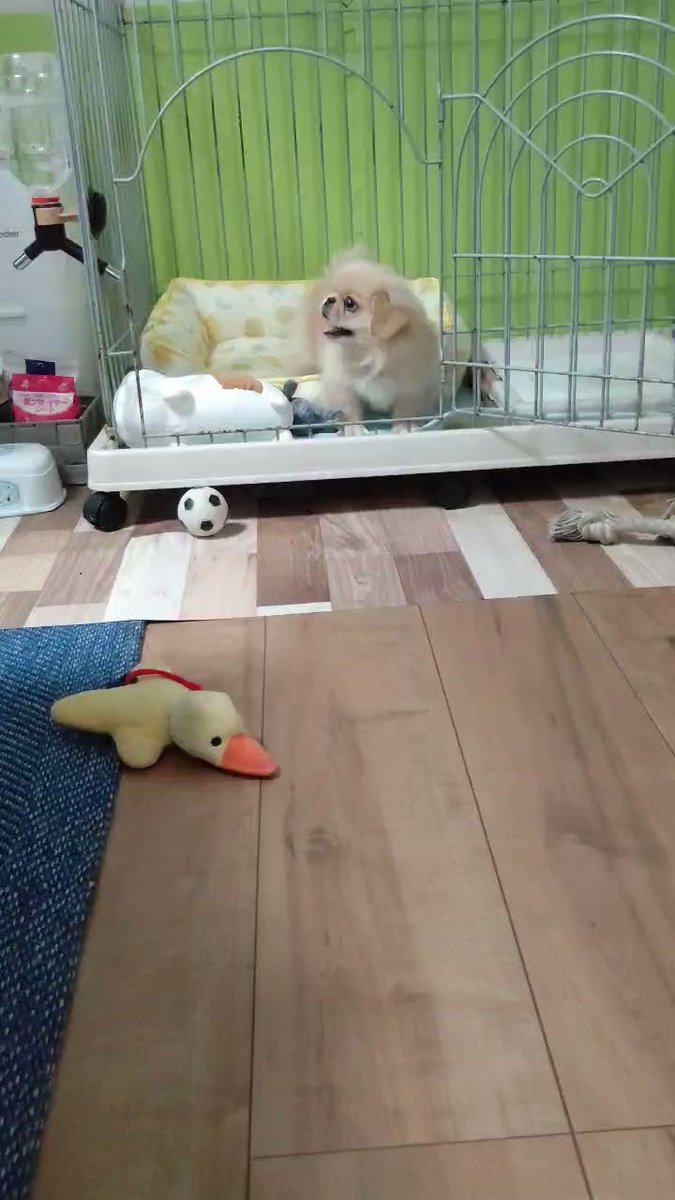 ペキニーズしし丸