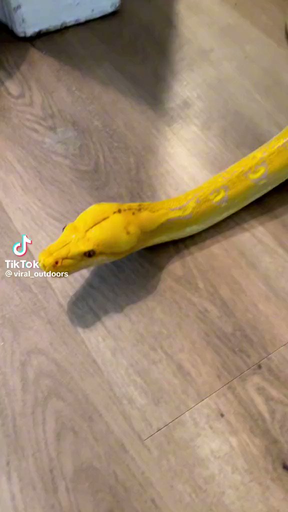 RT @SparkyBlaze: Mods are asleep
Give your snake friends scritches :3 https://t.co/80wzLzJeHq
