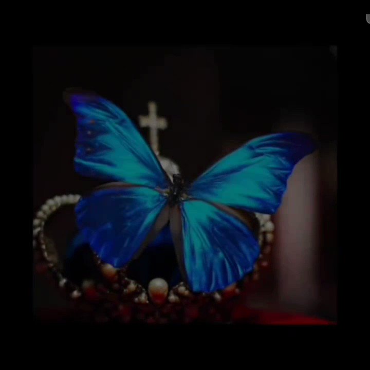 ヘレナモルフォ（ペルー産、オス） 特大】ヘレナモルフォ（1オス・ペルー産）