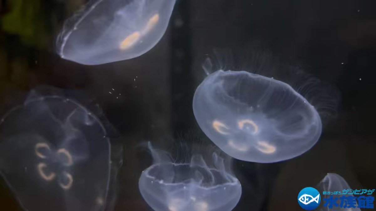 新さっぽろサンピアザ水族館からのお願い「興奮して餌を食べなくなるので持参した物を使って動物と遊ばないで」 (3ページ目) Togetter