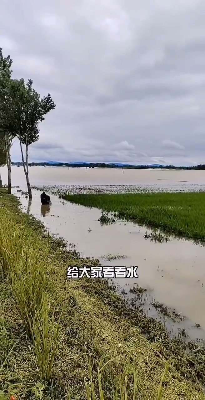 Re: [問卦] 水退了蝗蟲來了是怎麼回事？