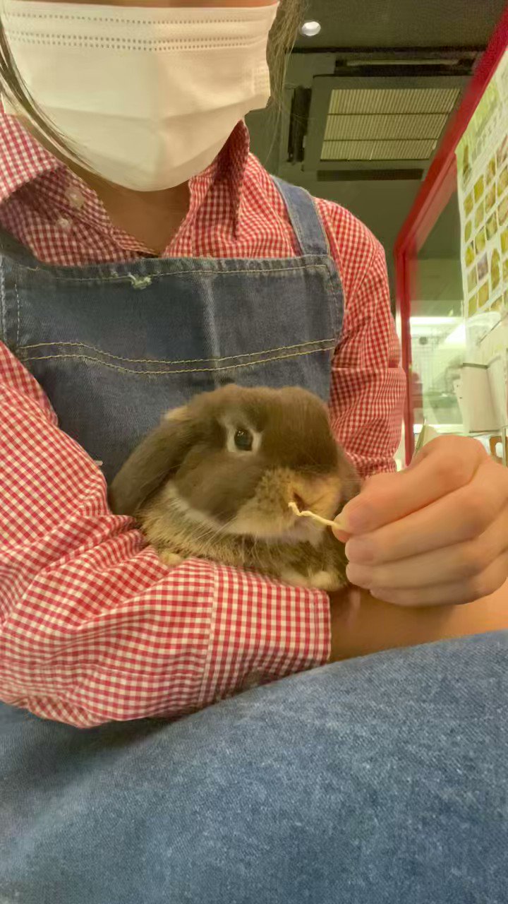 うさみみです sddefault.jpg?v=67516c76