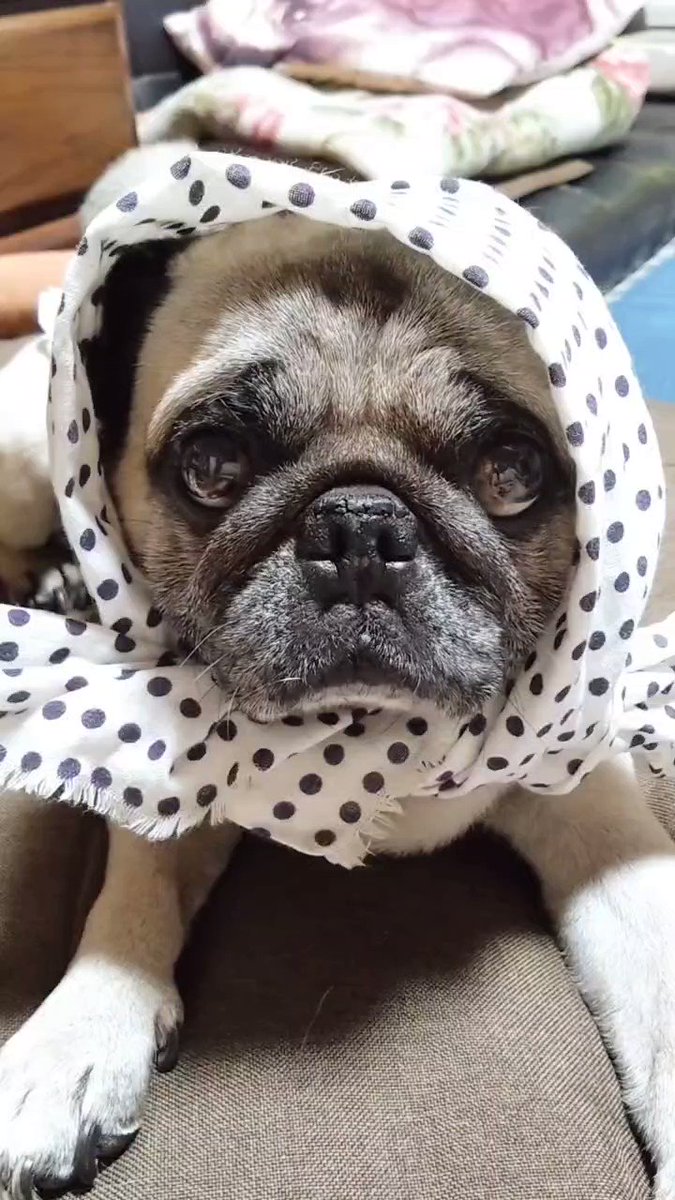 パグちゃん♡ ㈲ポテンシャル on X