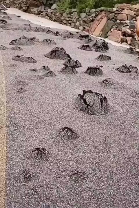 [問卦] 中國石頭會發芽？