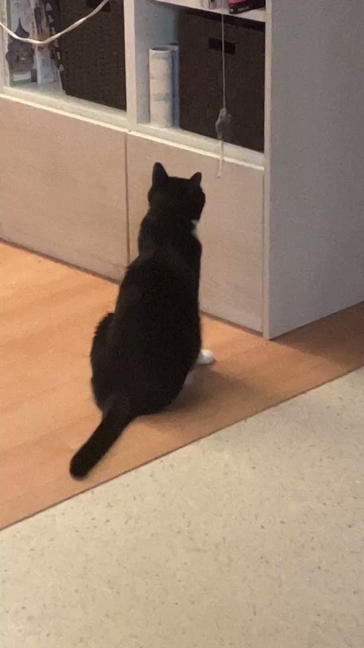 猫さん ﾓﾓﾉｹ on X: 