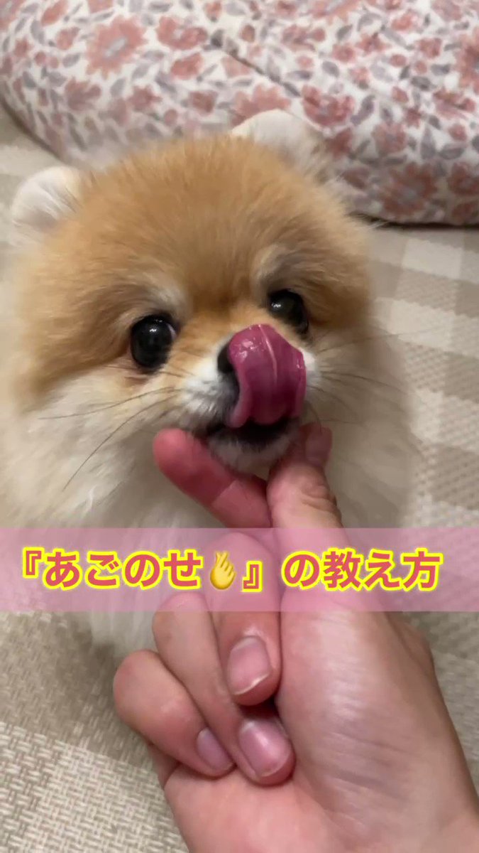 きなこ🐶🫰🍠@ポメ界の橋本環奈 (@kinako20200110) / Posts / X