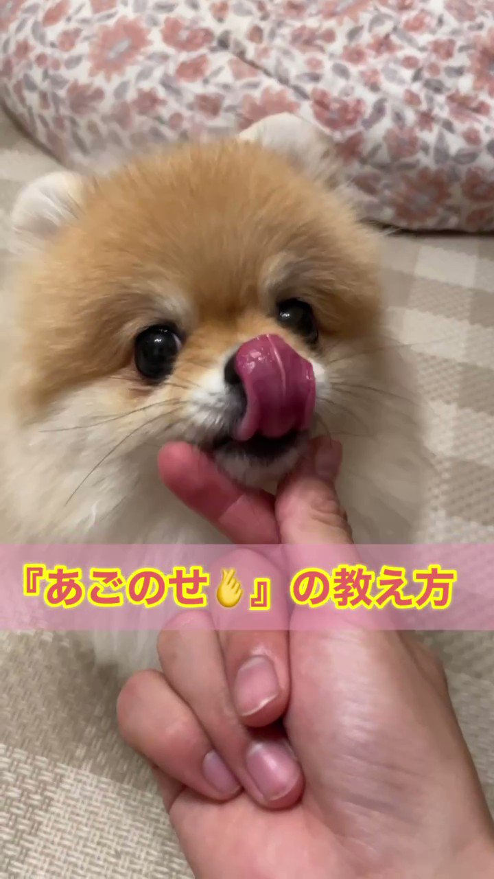 あんこポメ♡ きなこ🐶🫰🍠@ポメ界の橋本環奈 (@kinako20200110) / X