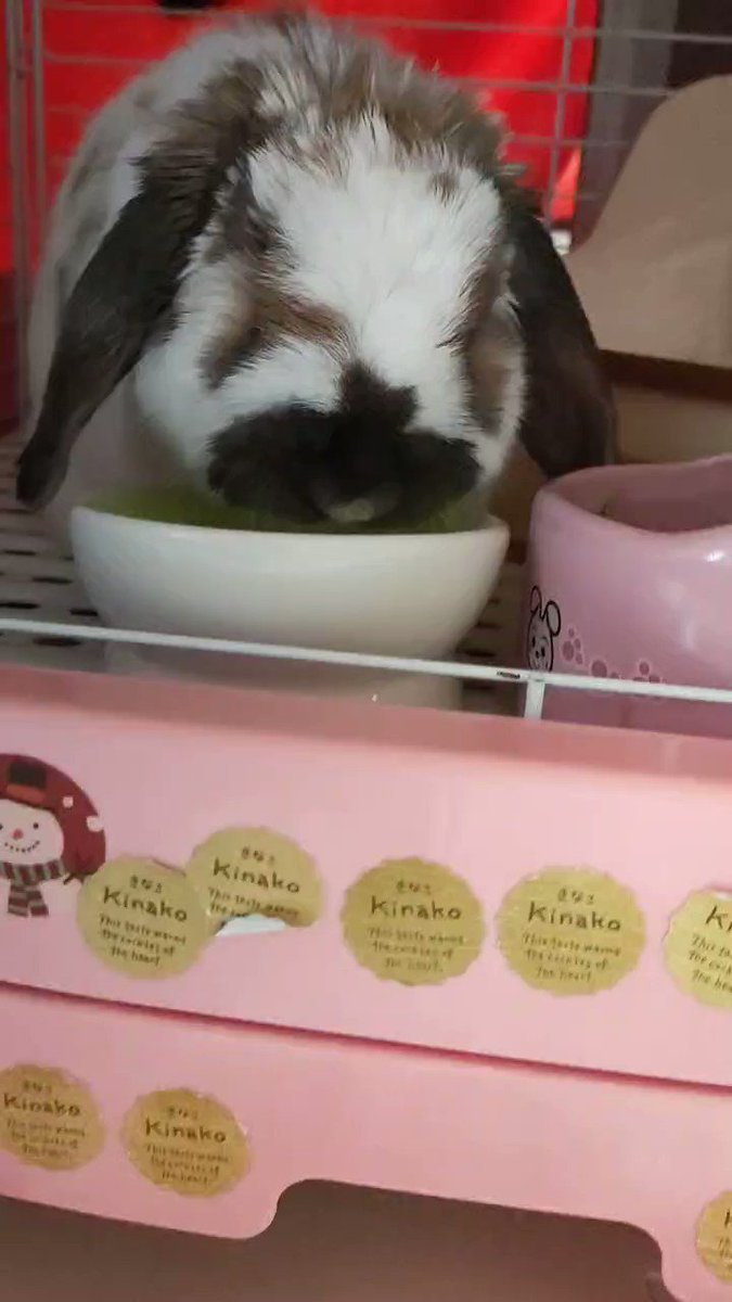 うさぎのいた生活