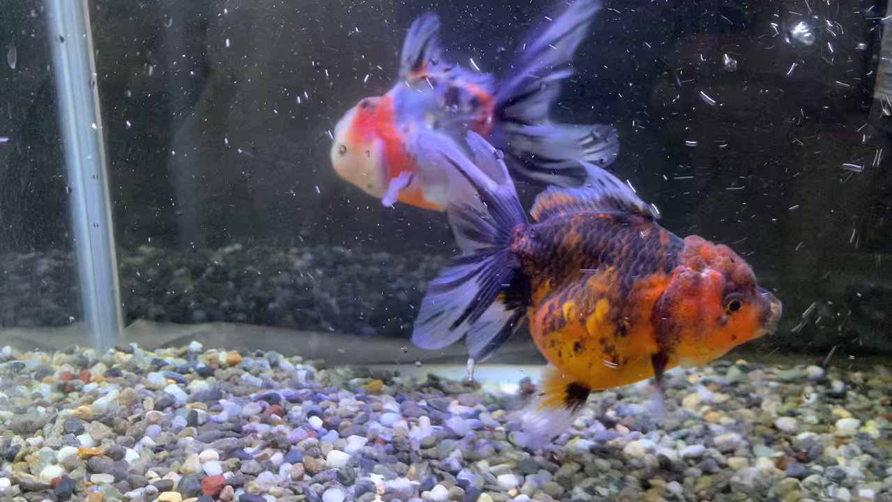金魚の倉庫 on X: 