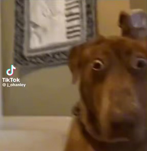 twitter ishowspeed twitter ishowspeed meat ishowmeat video