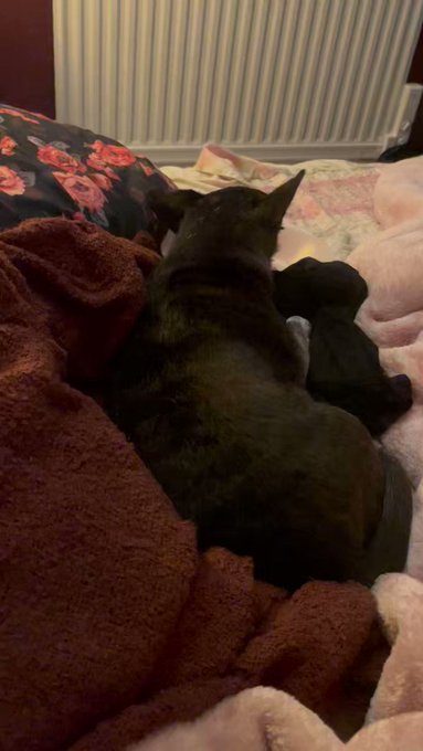 We all eat in bed sometimes. https://t.co/yUmTio1qVq<a href="/tag/worlddogday"class="tags"><span>&#35;worlddogday</span></a>