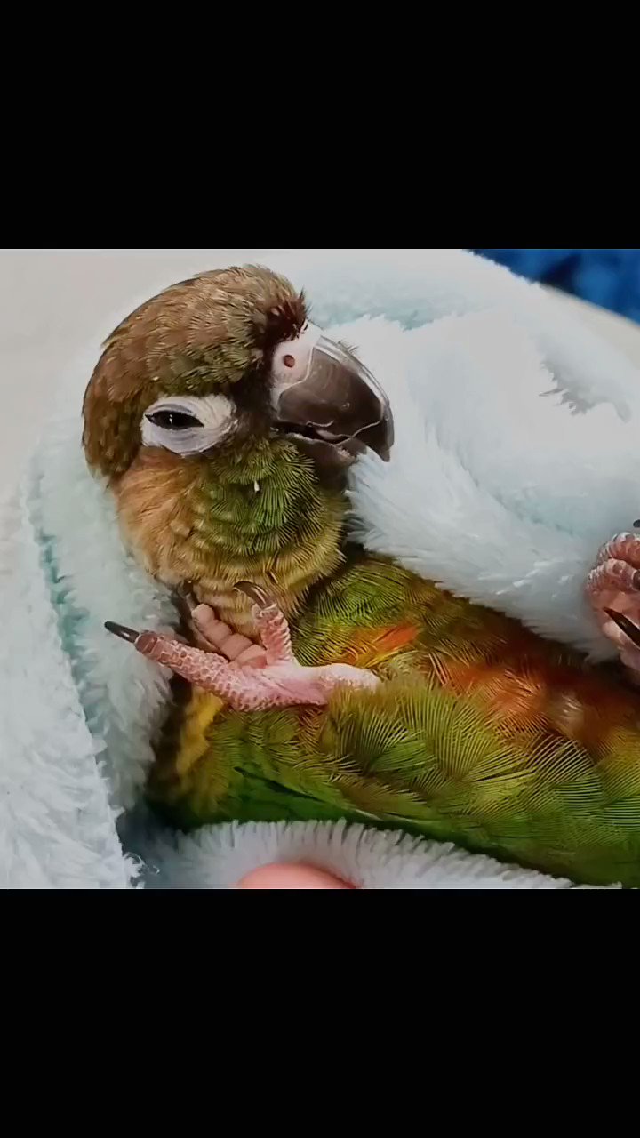 鳥さんです(^^) 楽天市場】龍宝丸 鳥追いカラス K-904 スズメ・カラス・ハトなど