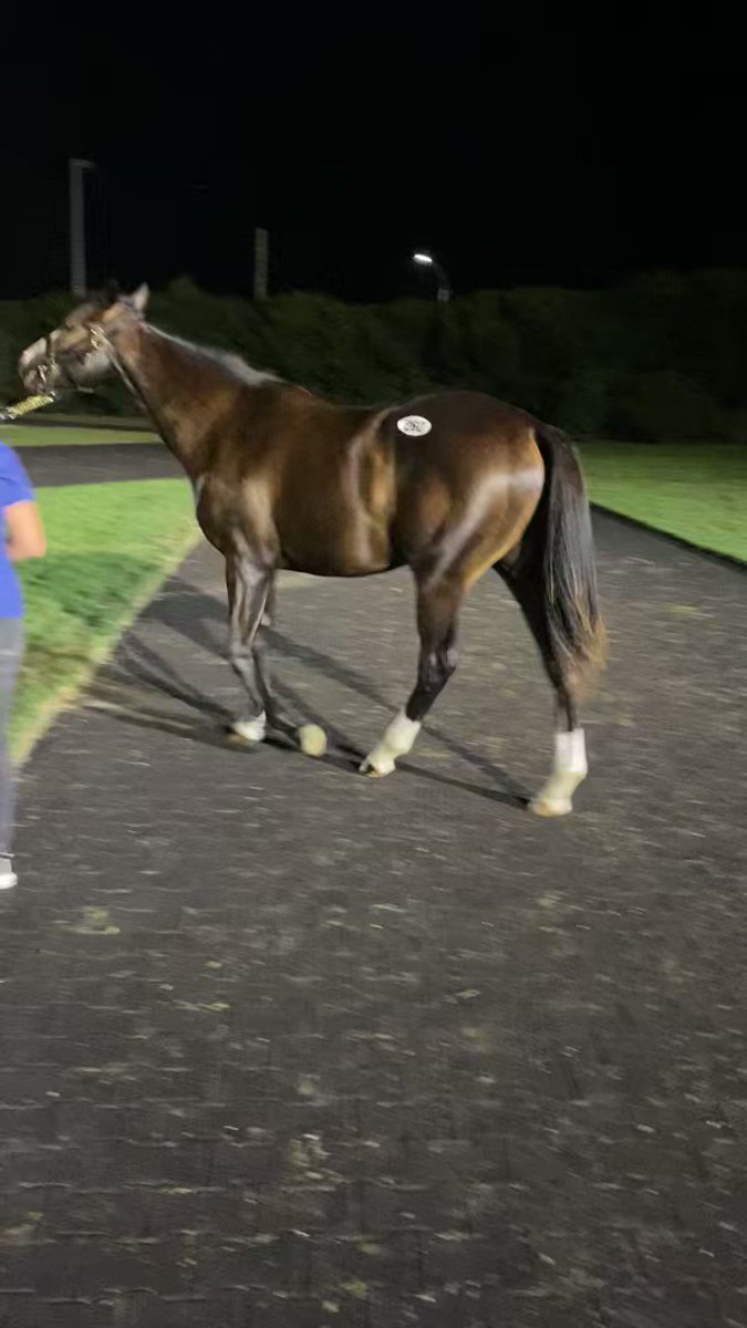 馬のポニー 世界一小さいかもしれないシェトランドポニー、目標はギネス記録