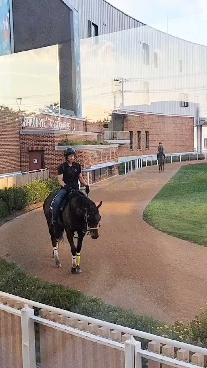 ファインニードル産駒 - Search / X