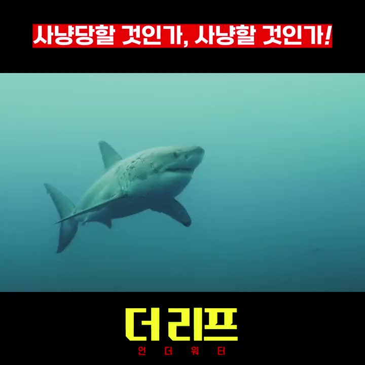 #선공개 사냥 당할 것인가, 사냥할 것인가!😱 극한 생존 서스펜스 <더 리프: 언더 워터>, 9월 20일 극장 대개봉🦈 #더리프 #영화더리프 #더리프언더워...