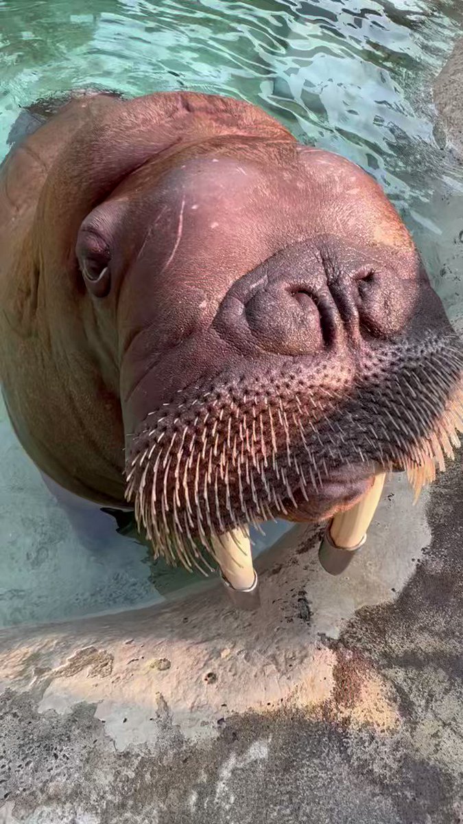 Walrus calling the animal makes a hooting sound which can be heard over long distances Stock Photo - Alamy