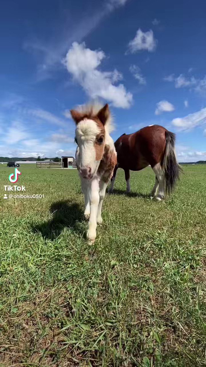 バカボンのママ バカボンのママ (ばかぼんのまま)とは【ピクシブ百科事典】